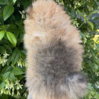 Femelle spitz pomenarien #2