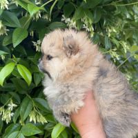 Femelle spitz pomenarien #5