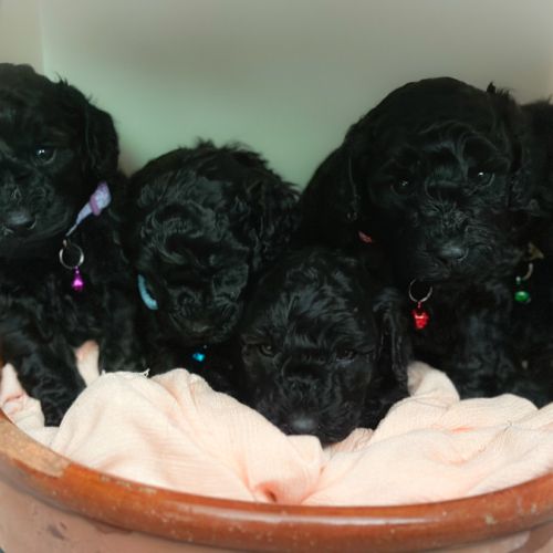 Femelle caniche nain noir lof