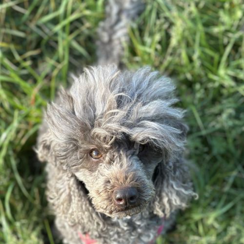 Femelle caniche nain noir lof #3