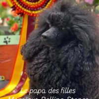 Femelle caniche nain noir lof #1