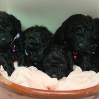 Femelle caniche nain noir lof #0