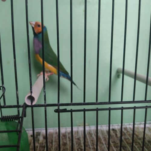 Diamant de gould #2