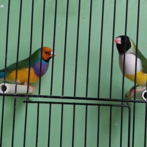Diamant de gould #3