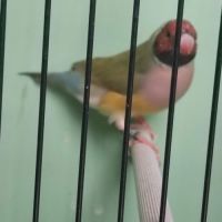Diamant de gould #0