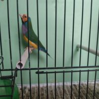 Diamant de gould #2