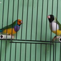 Diamant de gould #3