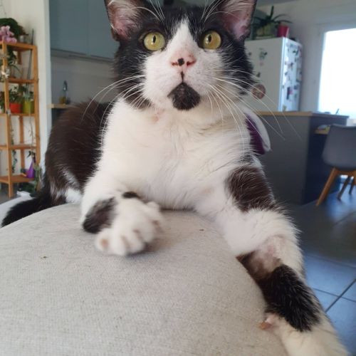 Zorro, adorable chat à l'adoption #1