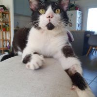 Zorro, adorable chat à l'adoption #1