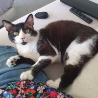 Zorro, adorable chat à l'adoption #2