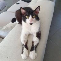 Zorro, adorable chat à l'adoption #3