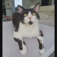 Zorro, adorable chat à l'adoption