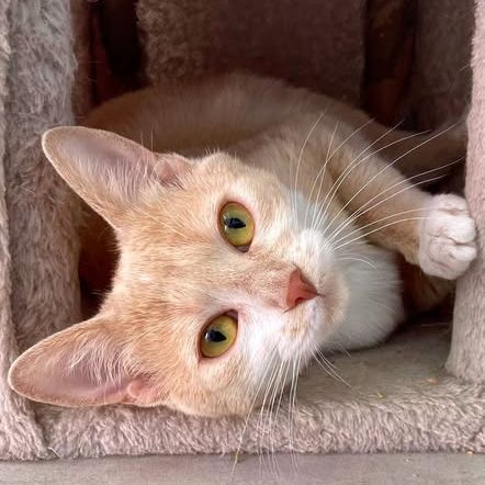 Guimauve, adorable jeune minette à l'adoption #3