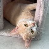 Guimauve, adorable jeune minette à l'adoption #1