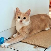 Guimauve, adorable jeune minette à l'adoption