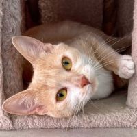 Guimauve, adorable jeune minette à l'adoption #3