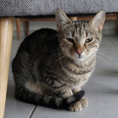 Mystic, jeune chatte à l'adoption #1