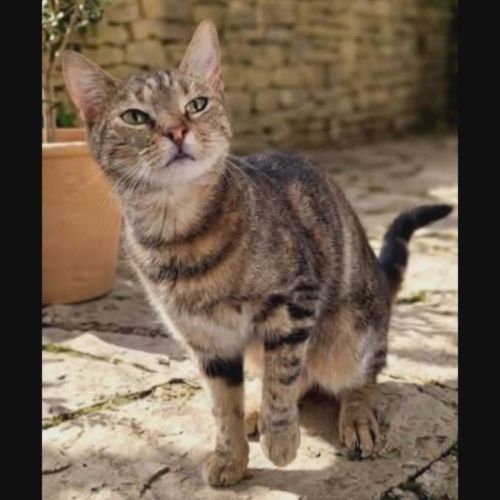 Mystic, jeune chatte à l'adoption #0