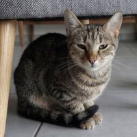 Mystic, jeune chatte à l'adoption #1