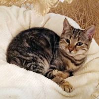 Mystic, jeune chatte à l'adoption #2