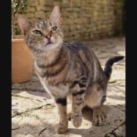 Mystic, jeune chatte à l'adoption