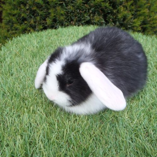 Lapine bélier naine minilop #1