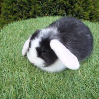 Lapine bélier naine minilop #1