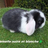 Lapine bélier naine minilop