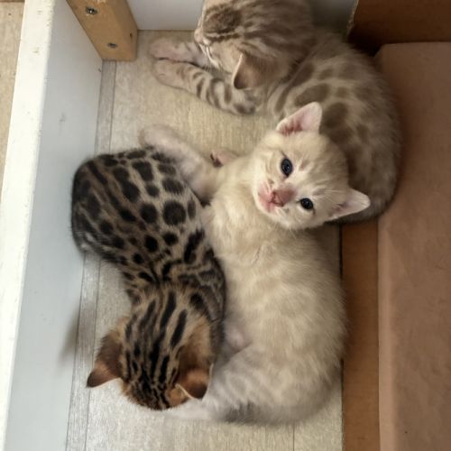 Chaton bengal loof #0