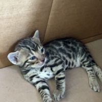 Chaton bengal loof #3