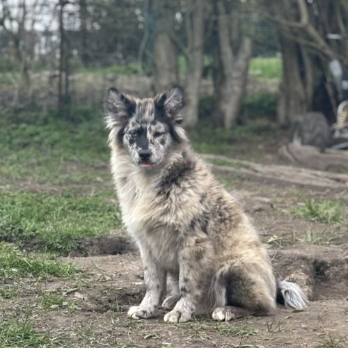 A réserver chiot pomsky mini f3 #1