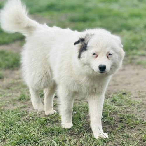 A réserver chiot pomsky mini f3 #2