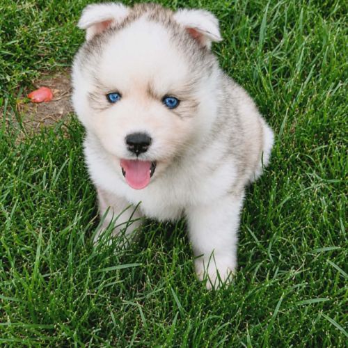 A réserver chiot pomsky mini f3 #0