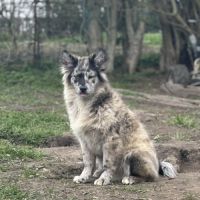 A réserver chiot pomsky mini f3 #1