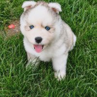 A réserver chiot pomsky mini f3