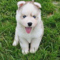 A réserver chiot pomsky mini f3 #4