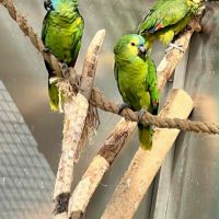 A vendre trio d amazone frond bleue