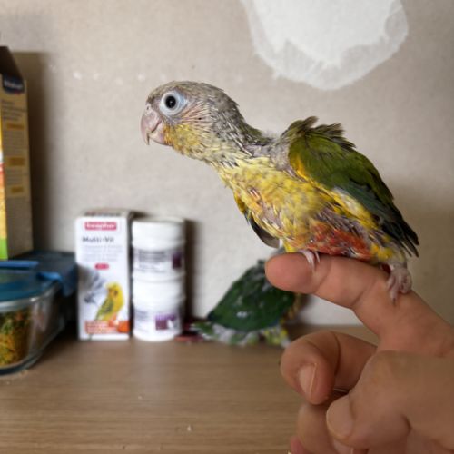 À vendre jeunes conures ananas eam #2