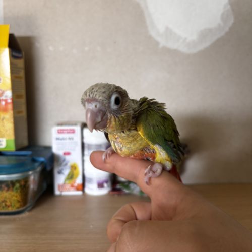 À vendre jeunes conures ananas eam #3