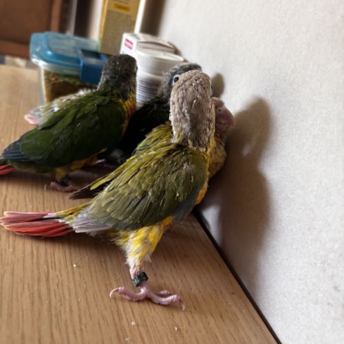 À vendre jeunes conures ananas eam #0
