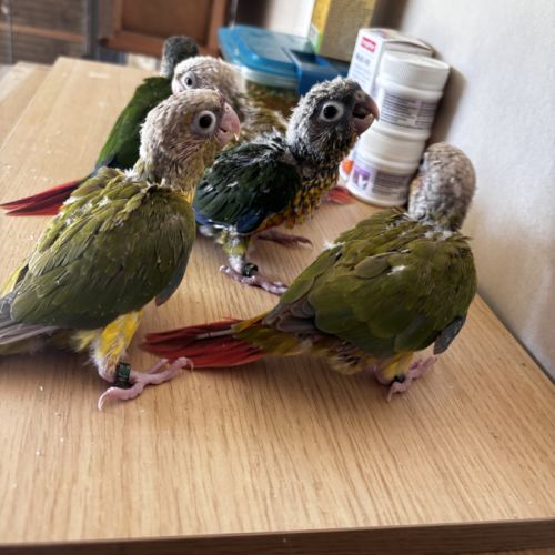 À vendre jeunes conures ananas eam #6
