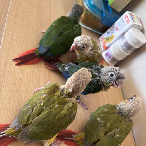 À vendre jeunes conures ananas eam #7