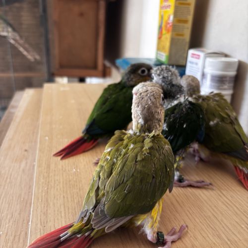 À vendre jeunes conures ananas eam #8