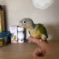 À vendre jeunes conures ananas eam #1