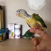 À vendre jeunes conures ananas eam #2