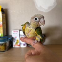 À vendre jeunes conures ananas eam #4