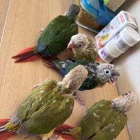 À vendre jeunes conures ananas eam #7