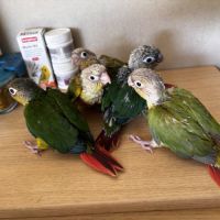 À vendre jeunes conures ananas eam #9