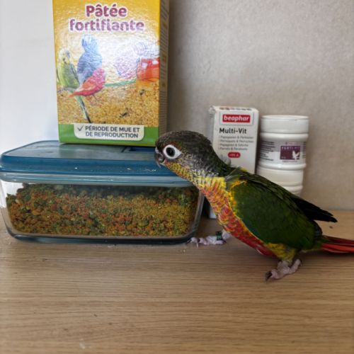 À vendre jeunes conures hypoxantha eam #2