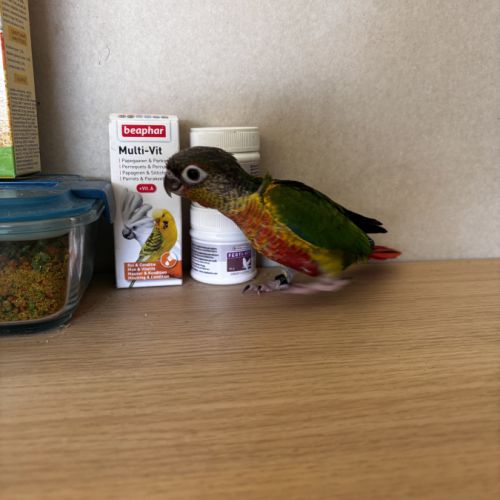 À vendre jeunes conures hypoxantha eam #3